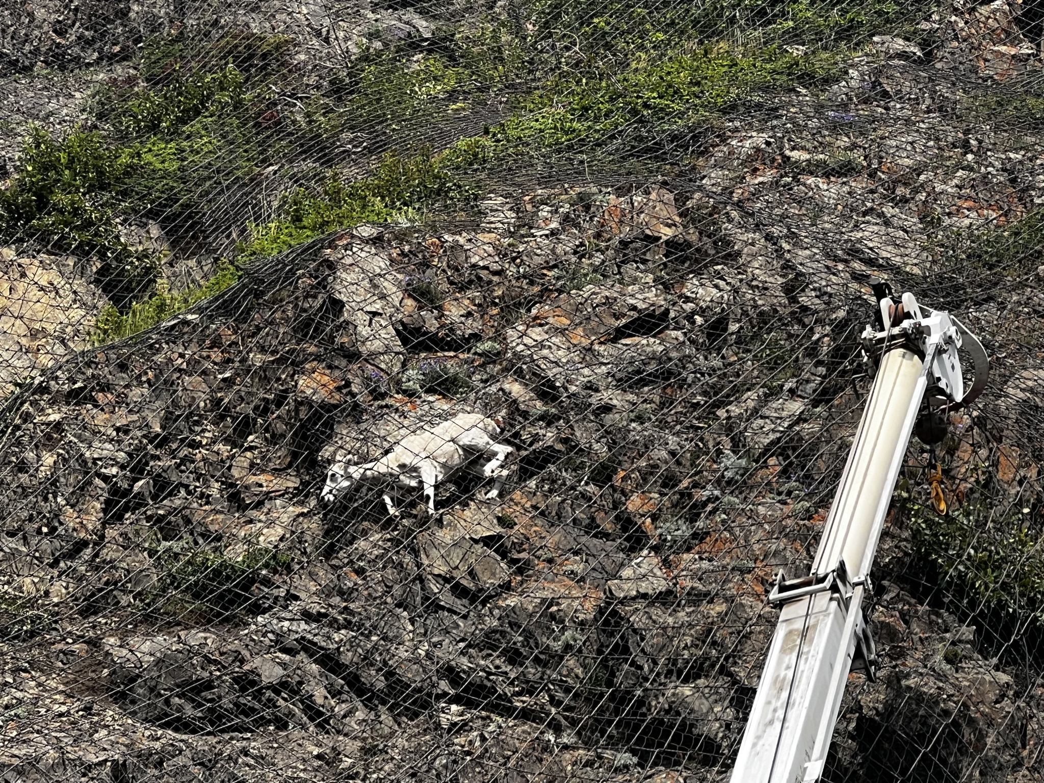 a sheep on a steep rock face with a boom arm