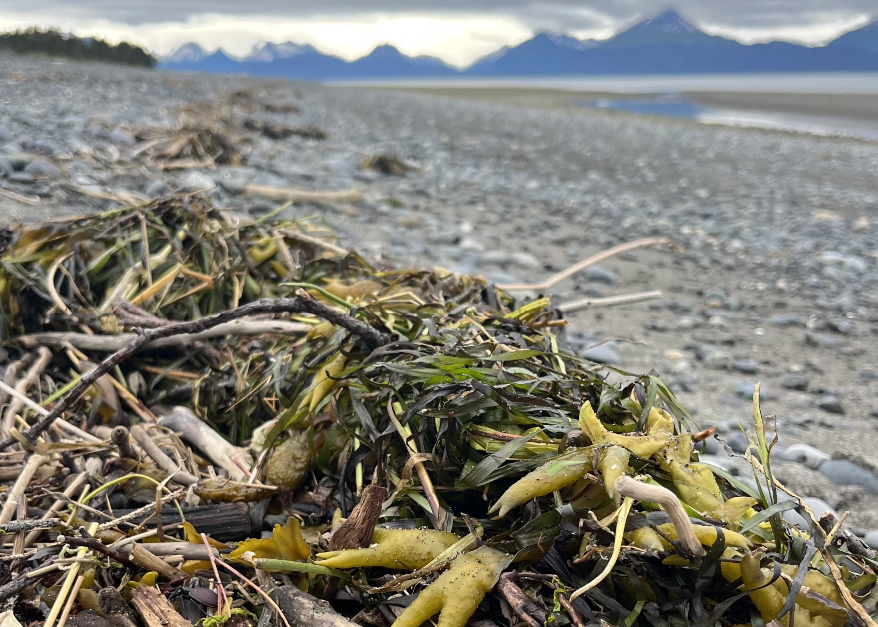 Seaweed and debris on the shore of Kachemak Bay in Homer.