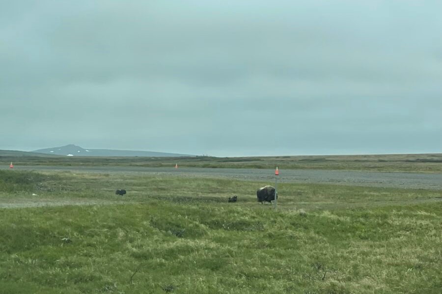 musk oxen near Nome