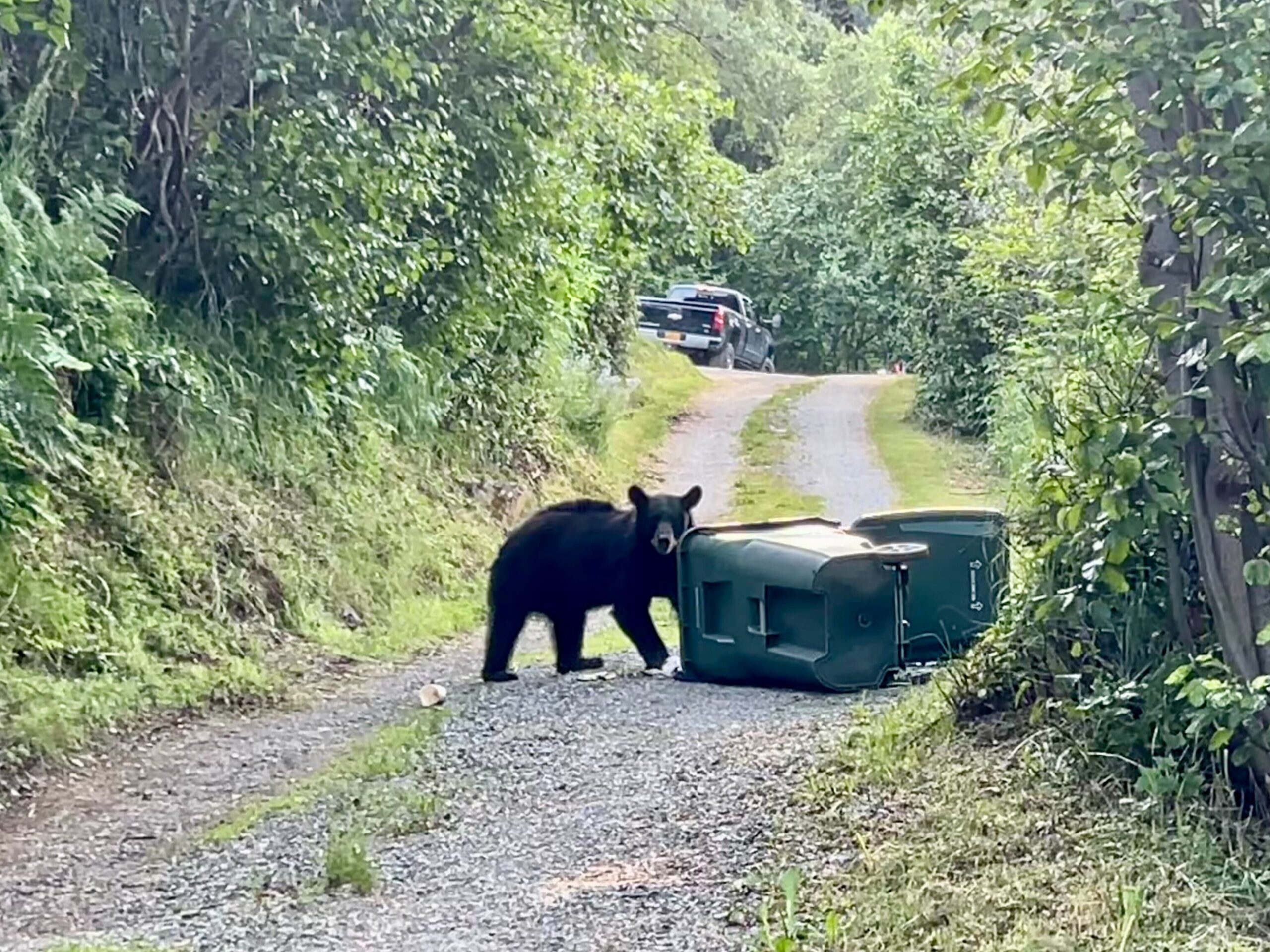 a black bear rummages in garbage cans, in a person's long gravel driveway