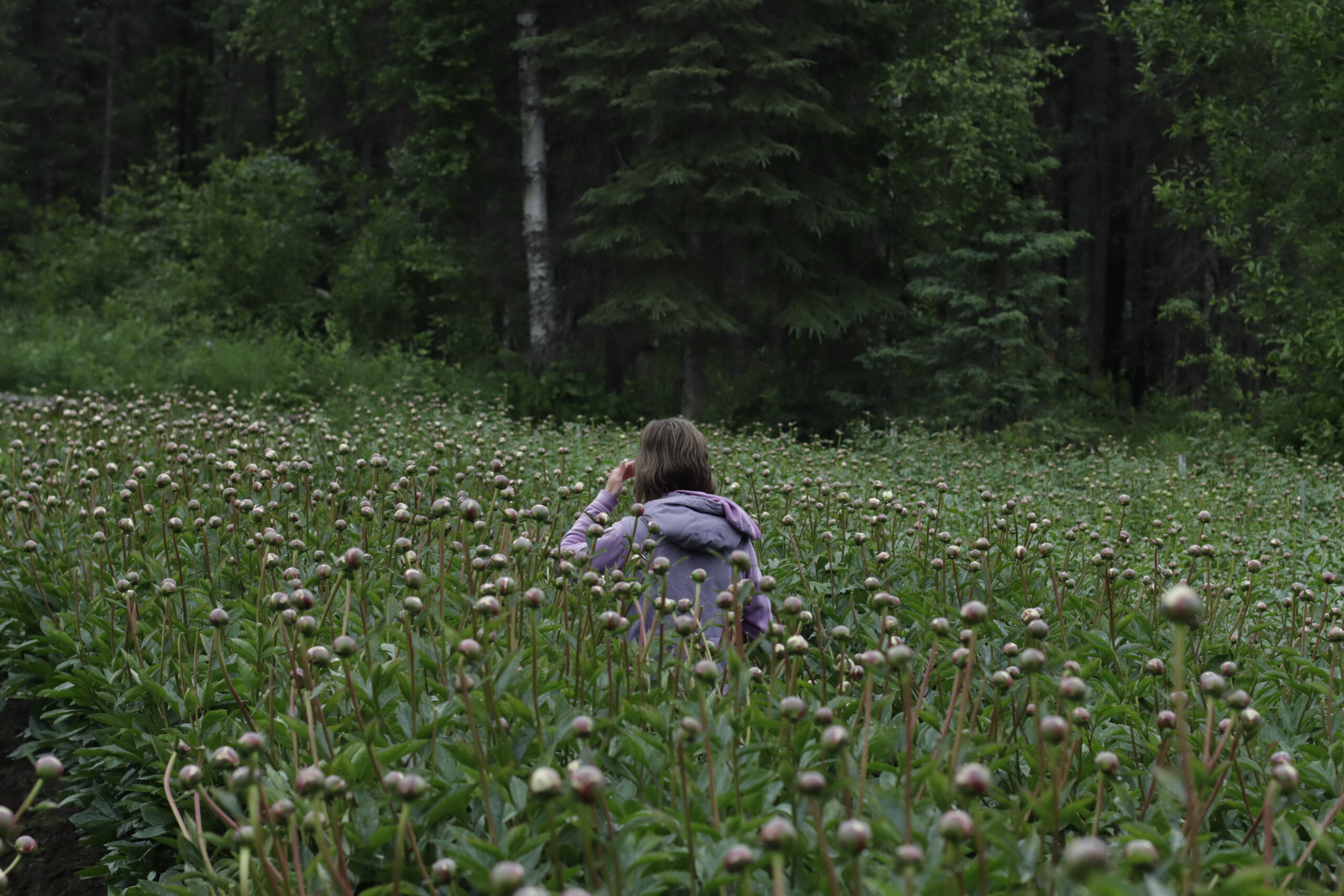 A woman stands in a field of peony bulbs.