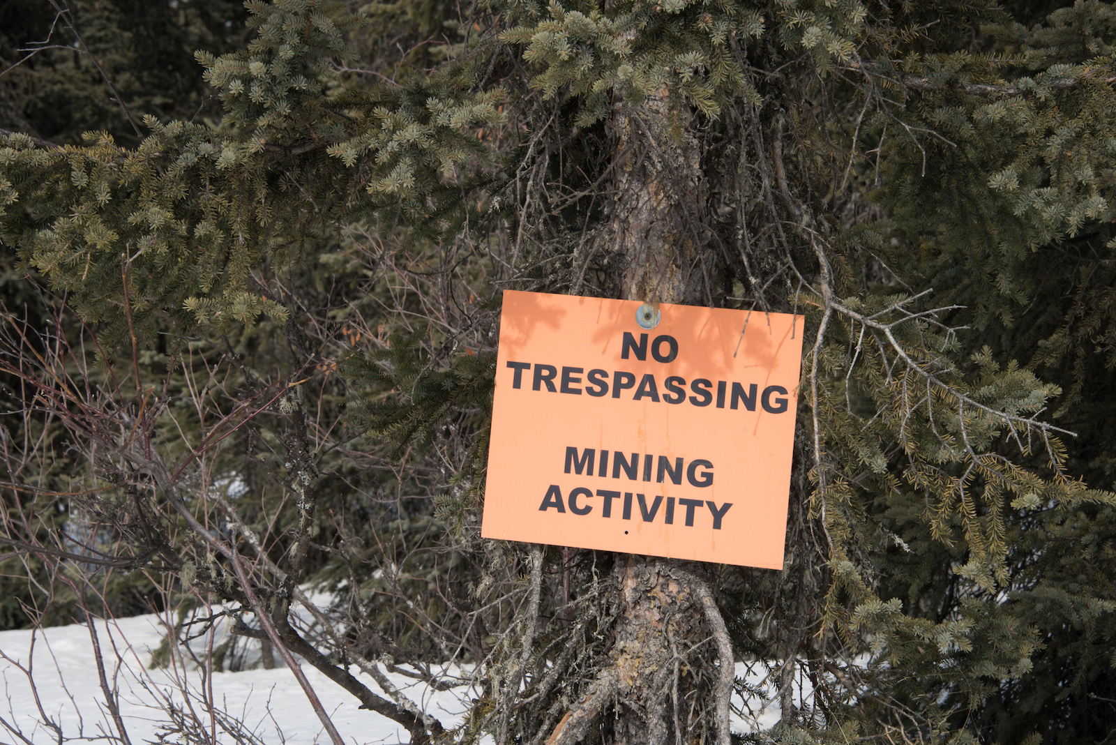 A "No trespassing mining activity sign" on a tree