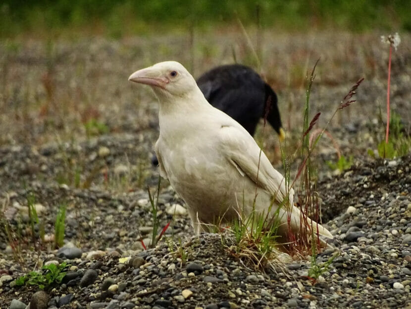 a white raven