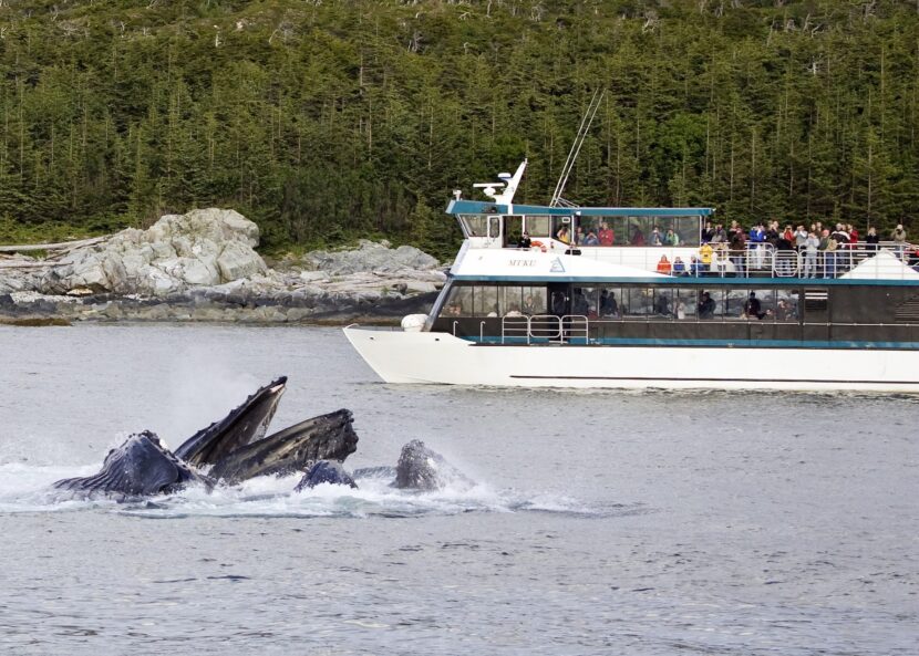whales breach near a boat