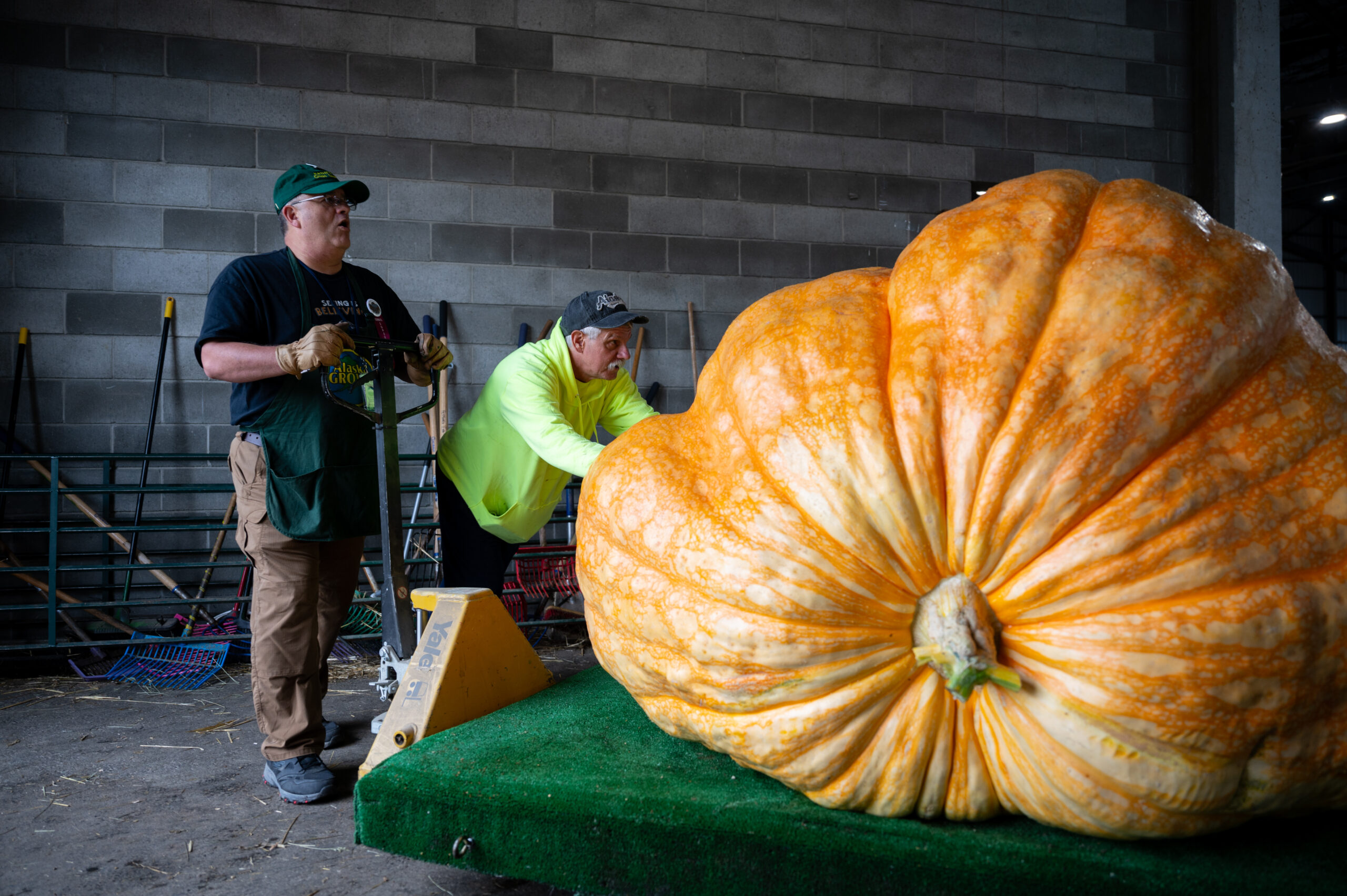 Two men push a giant pumpkin on a forklift.