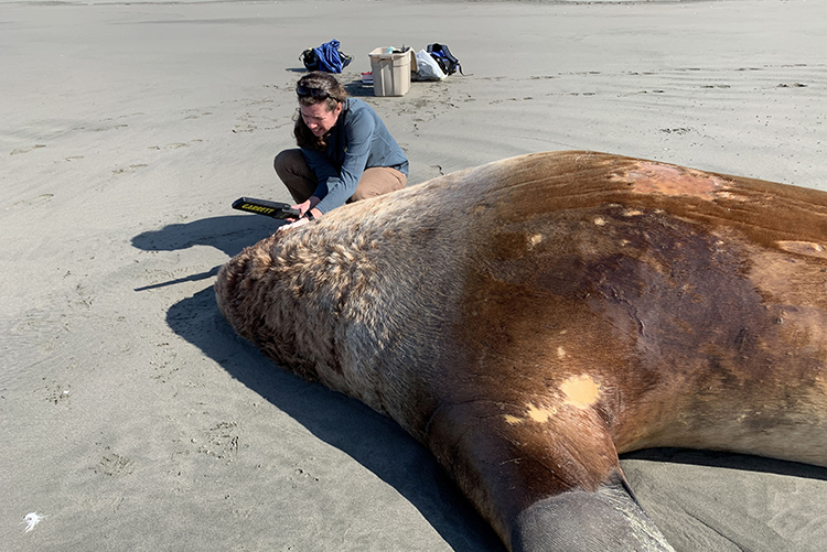a person on a sandy beach uses a metal detector to examine a dead Steller sea lion