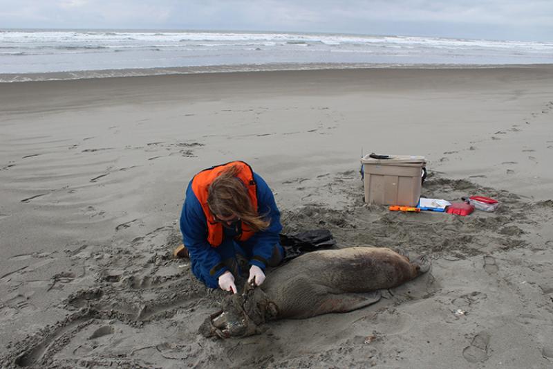 a person on a sandy beach examines a dead sea lion pup