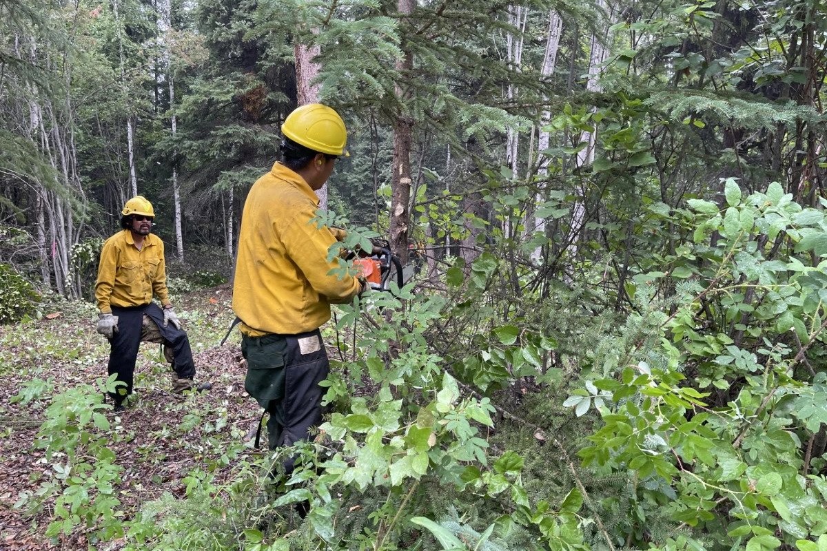 two people in uniforms and yellow hard hats cut down trees