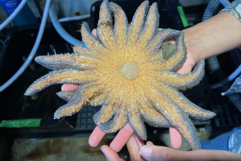 the underside of a sunflower star