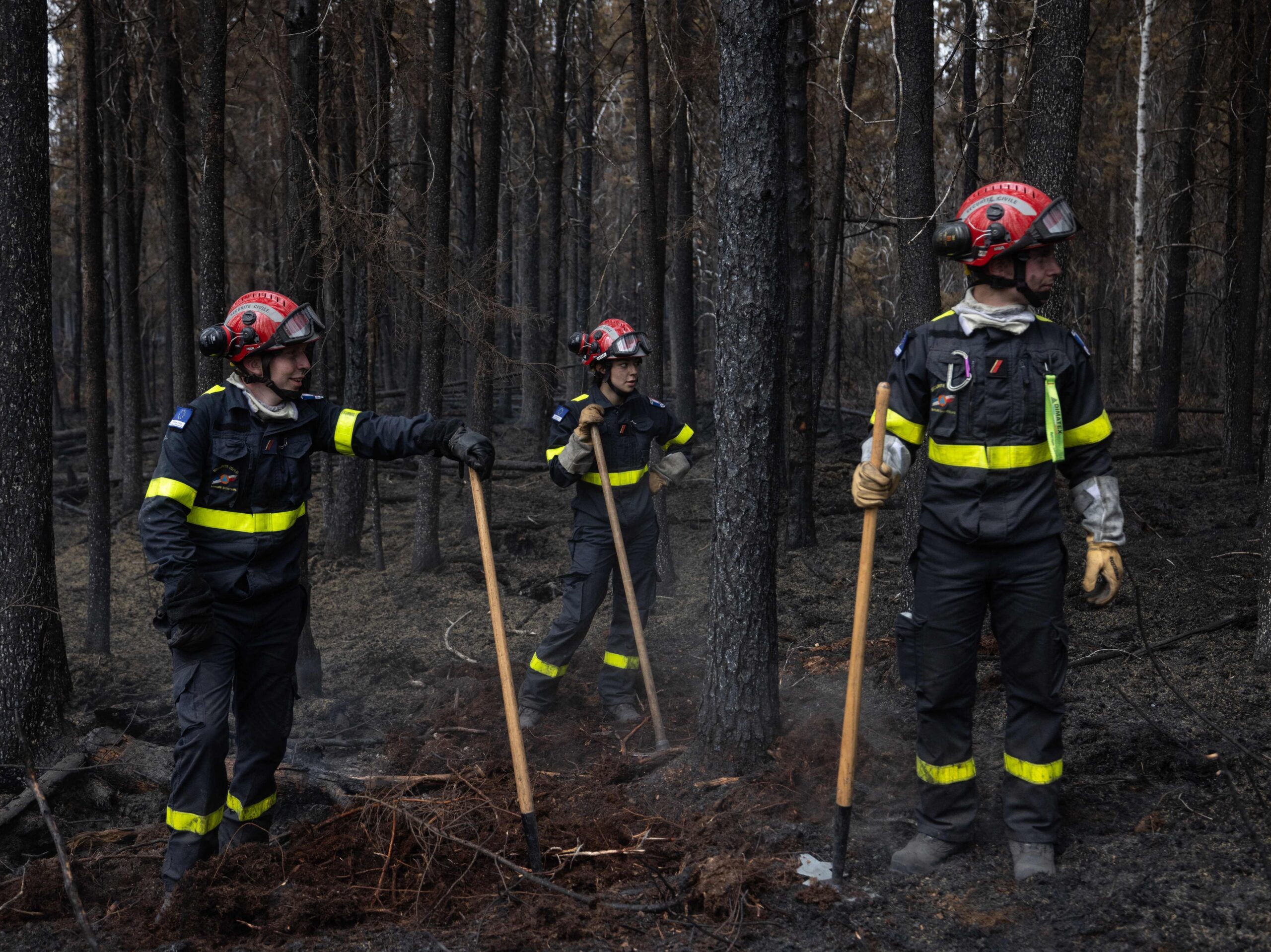 firefighters stand near charred forest