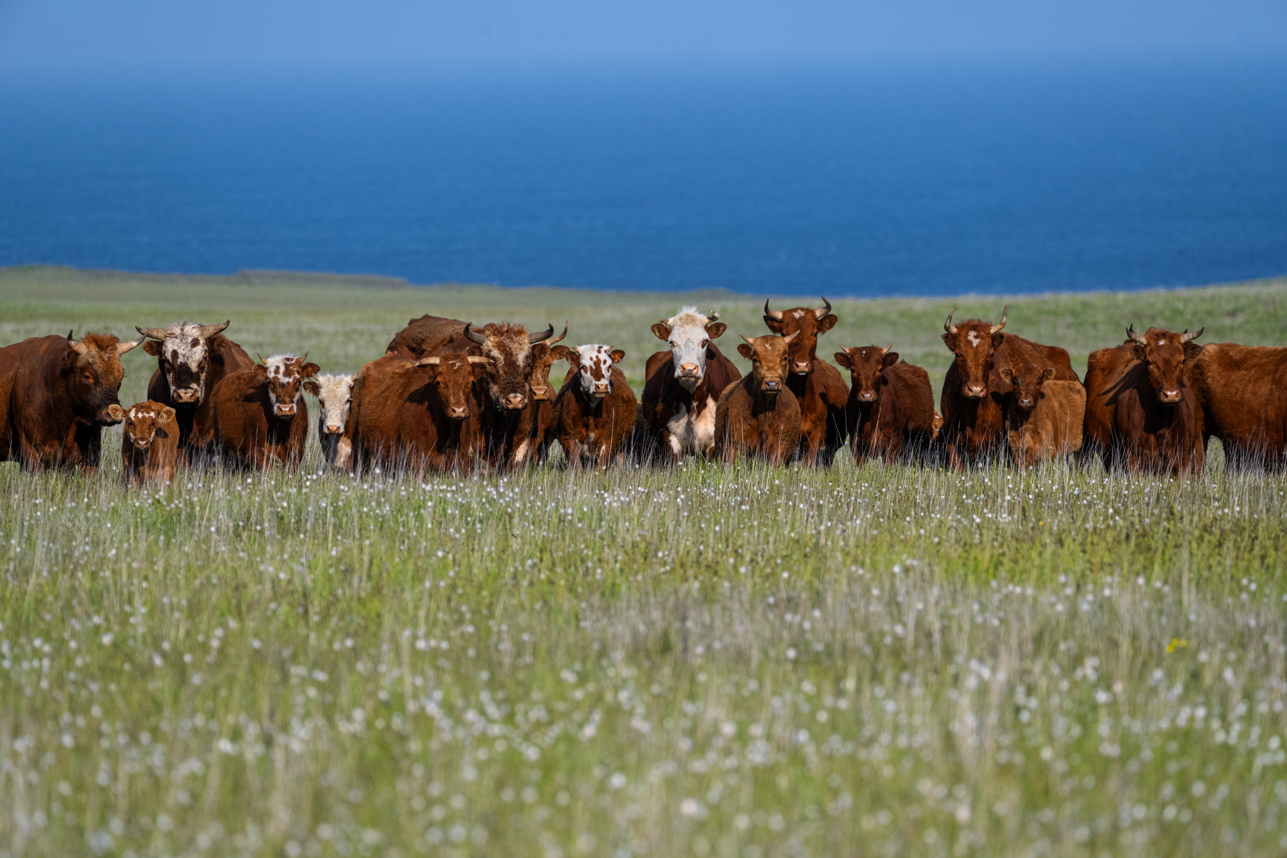 A row of brown and white cows looking straight at the camera on a background of green grass.
