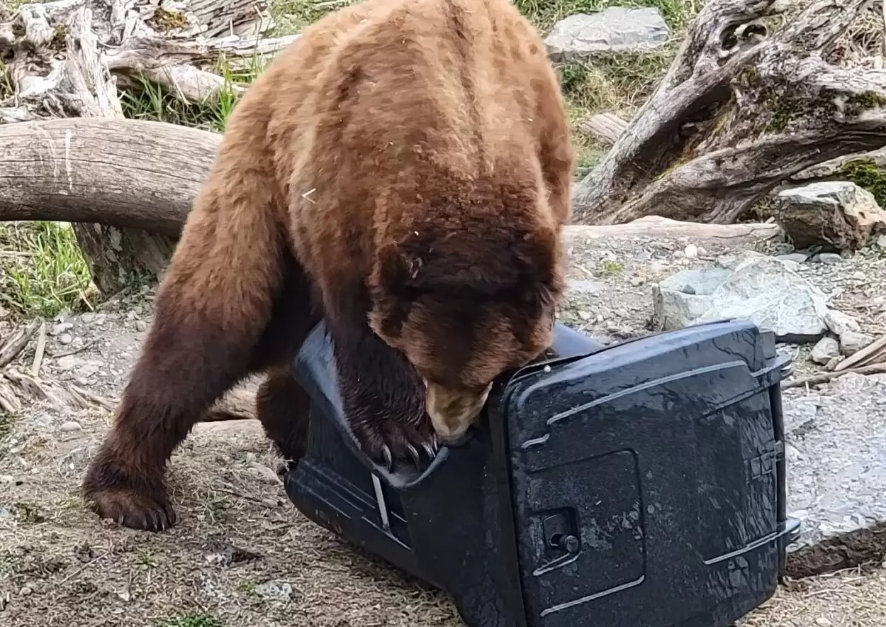 a bear and a trash can