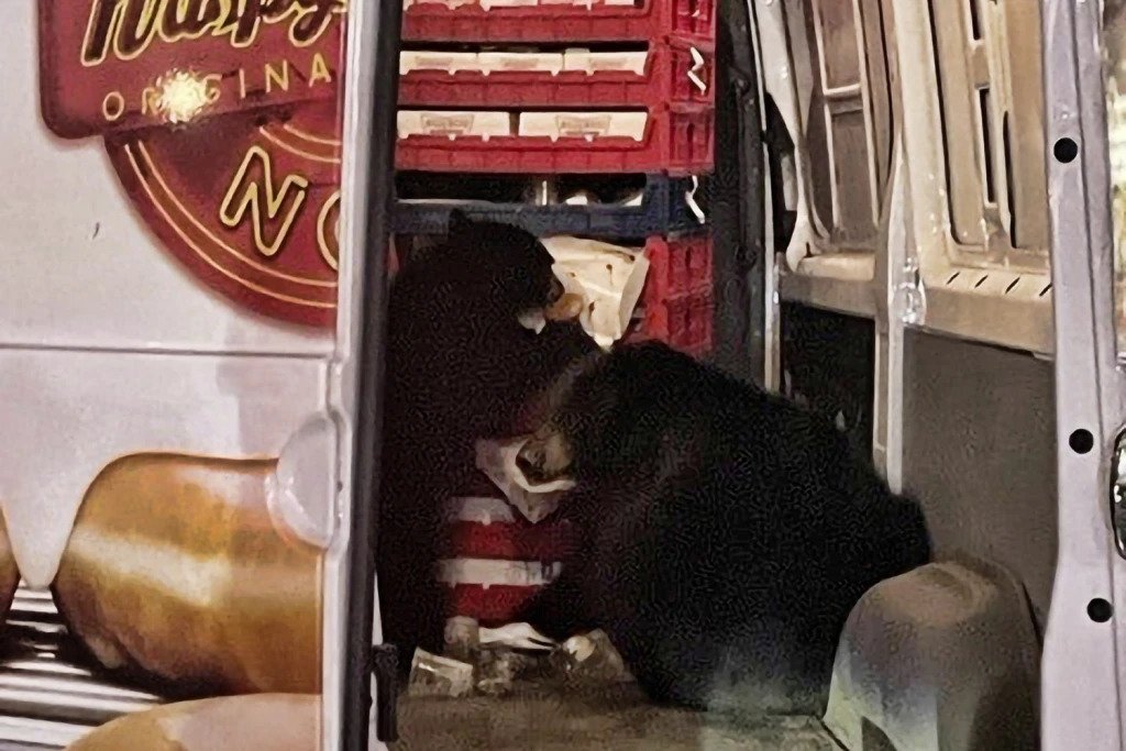 bears in a delivery truck