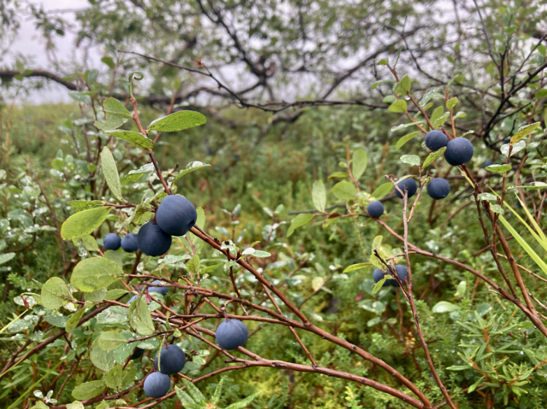 Blueberries on a bush in Bethel