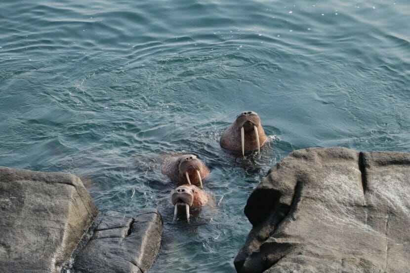 walruses