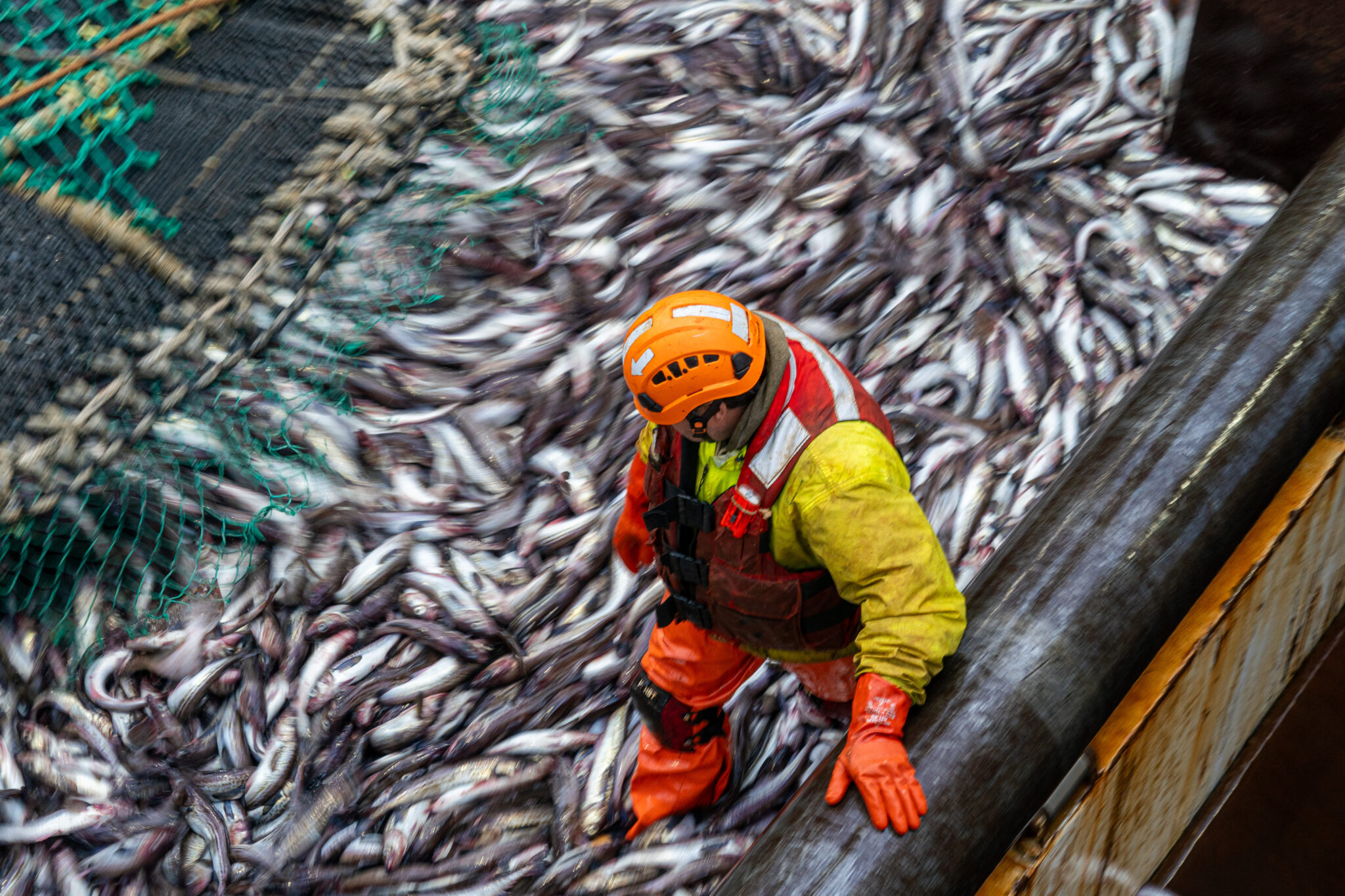 Is Alaska Pollock Good For Pregnant