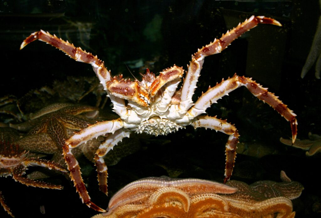 a red king crab