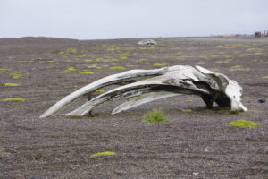 a whale skull