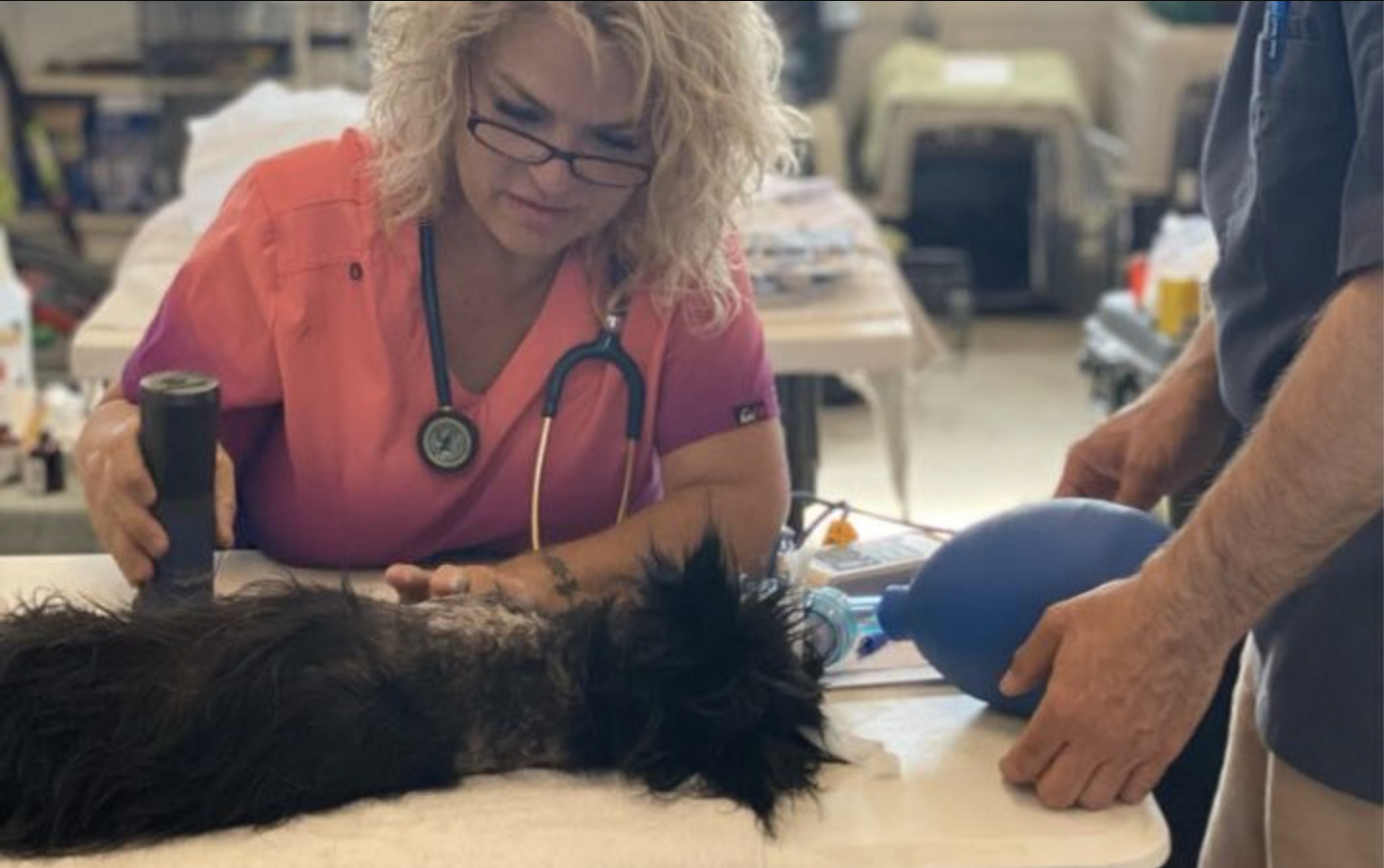 a woman checks on a dog in a vet's office