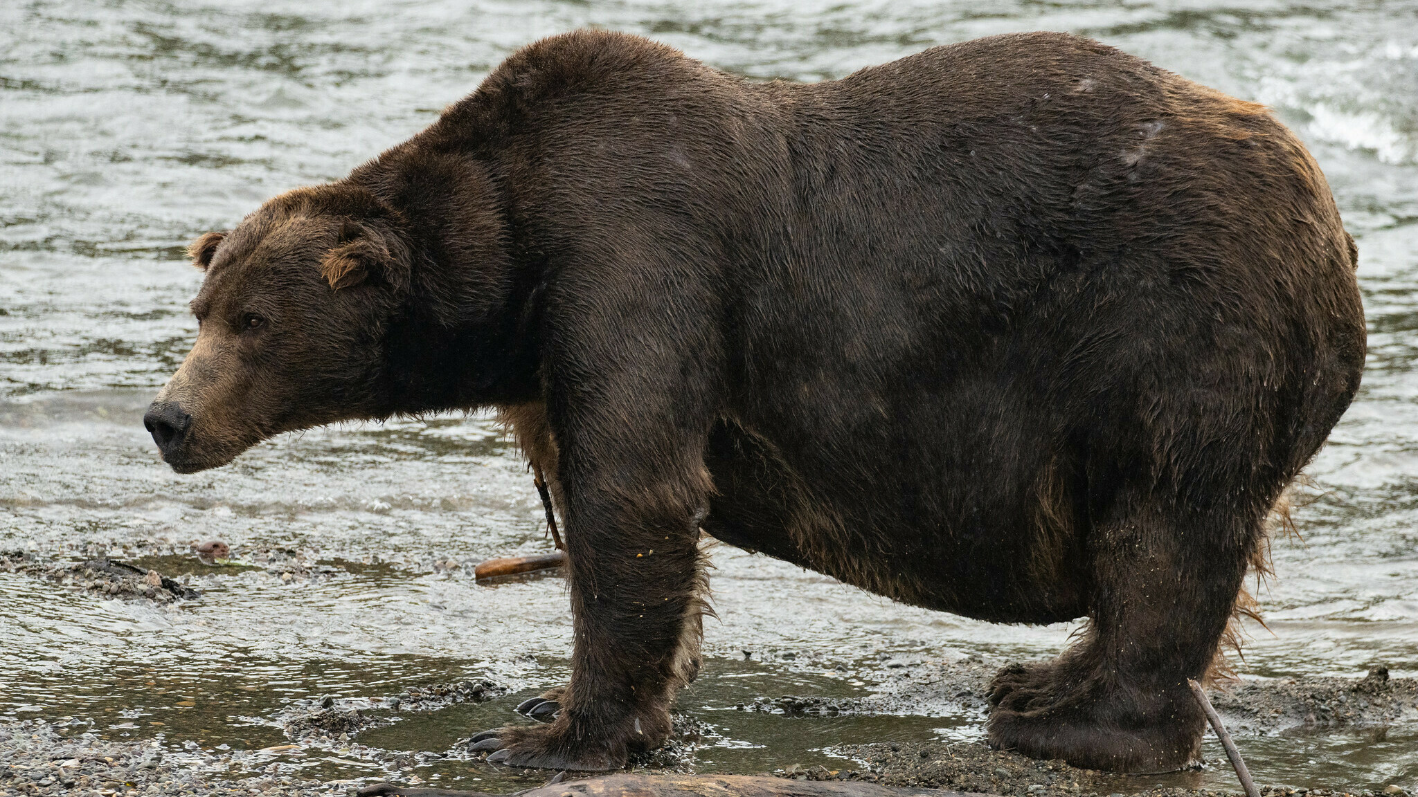 Fat Bear Week honors Katmai’s healthy ecosystems Alaska Public Media