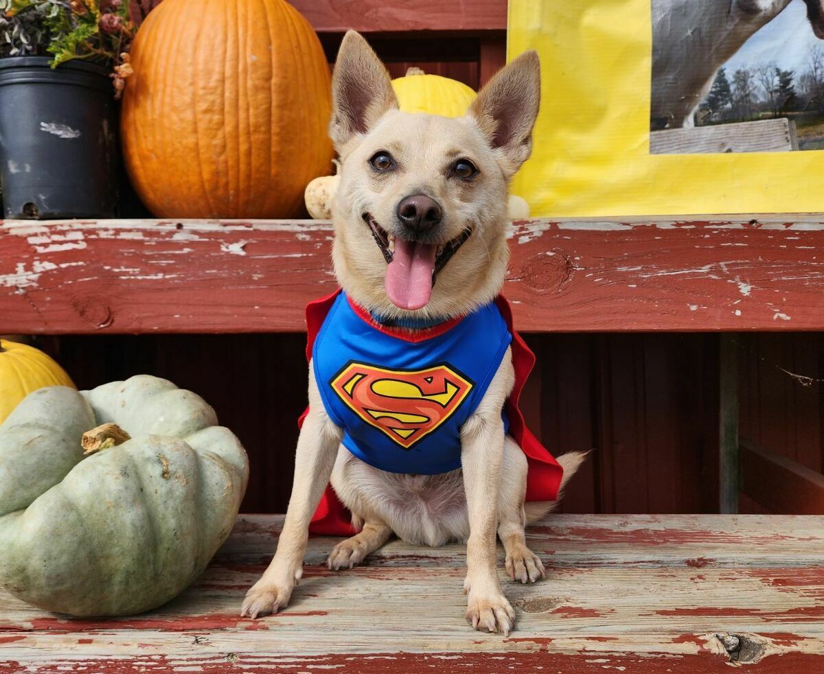 a dog in a superman costume