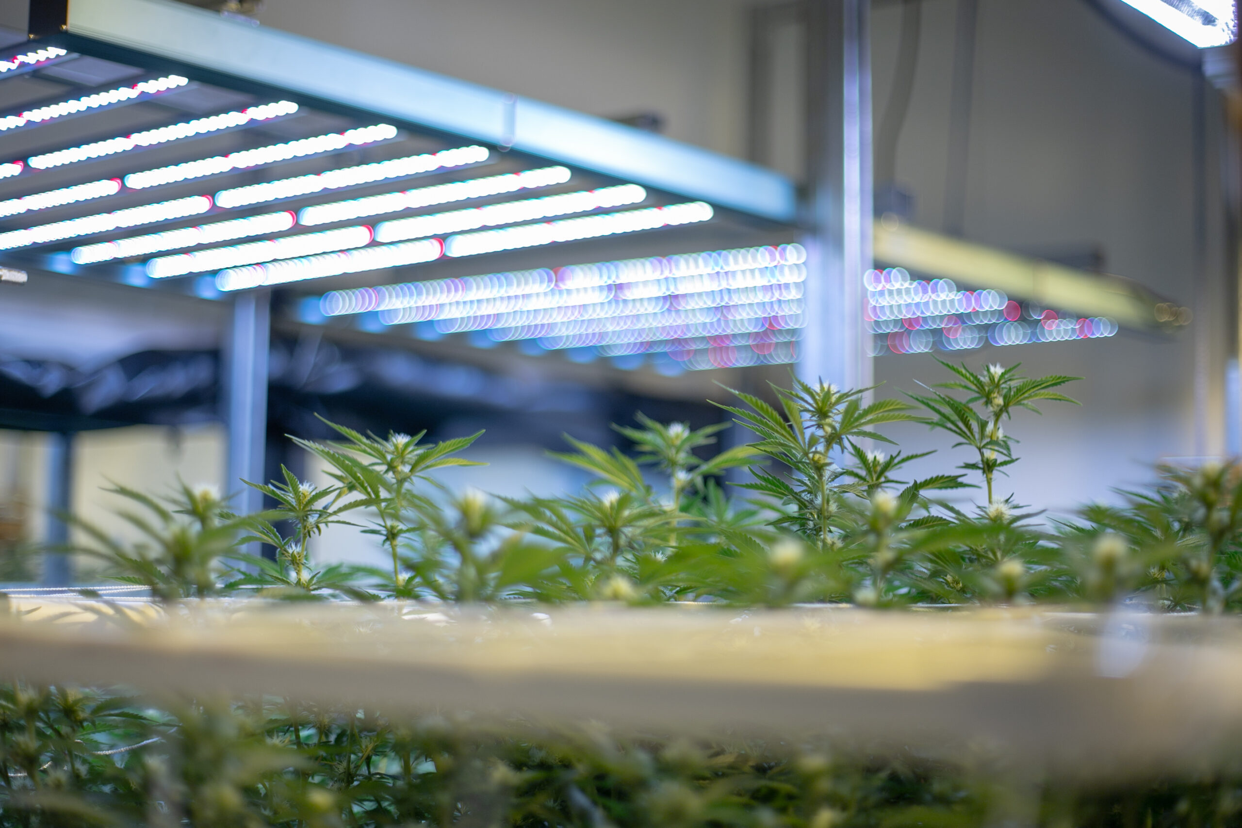 Cannabis plants grow under indoor plant lights.