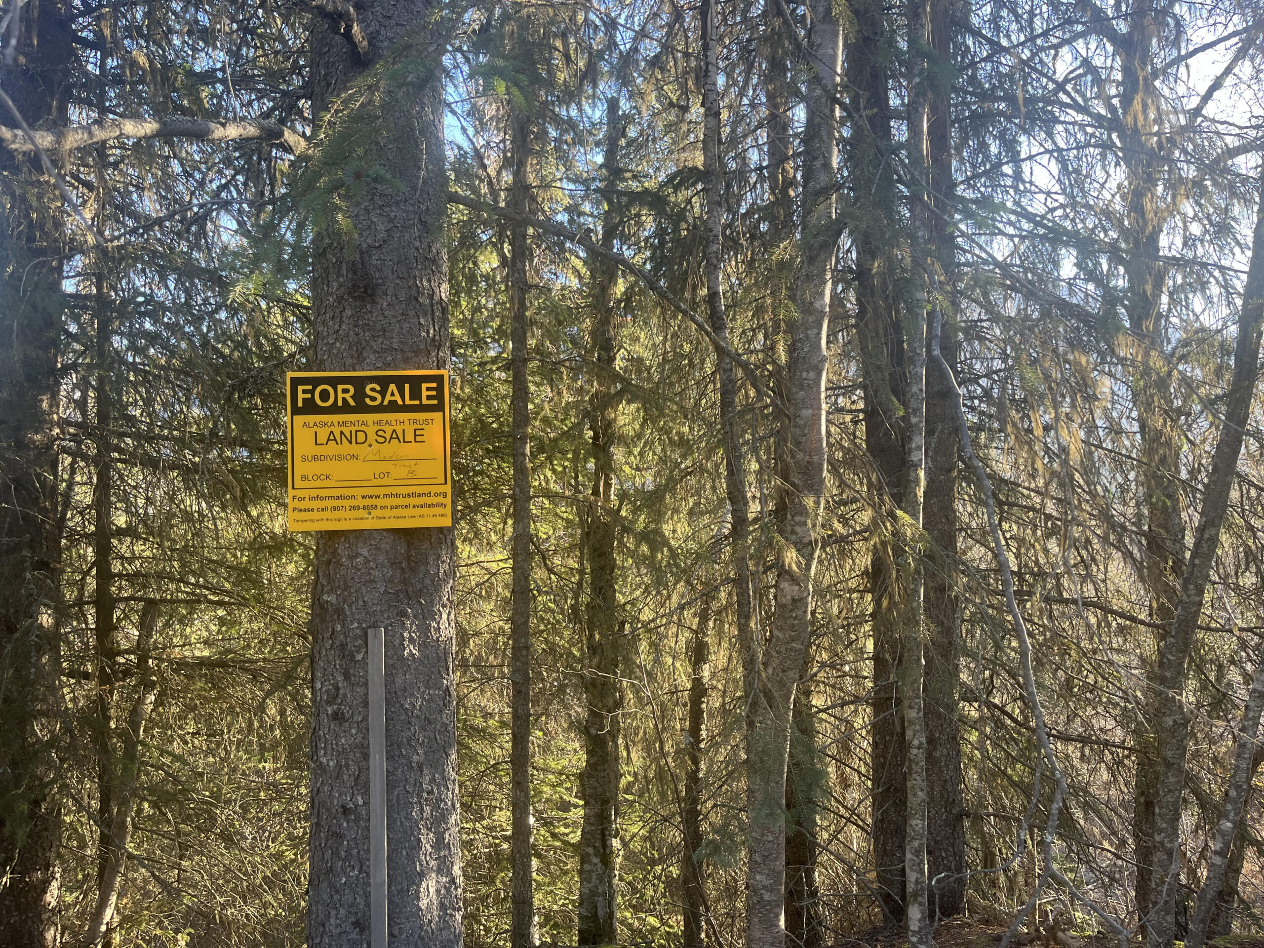 A yellow sign saying "For Sale" is posted on a tree at the edge of a forest. 