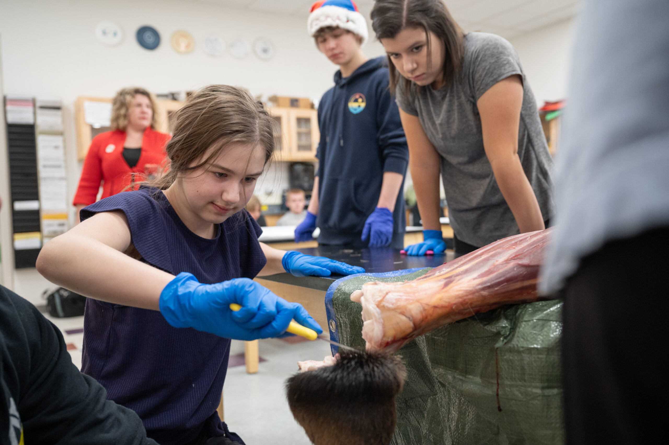 A high school girl cuts the hoof off a moose leg