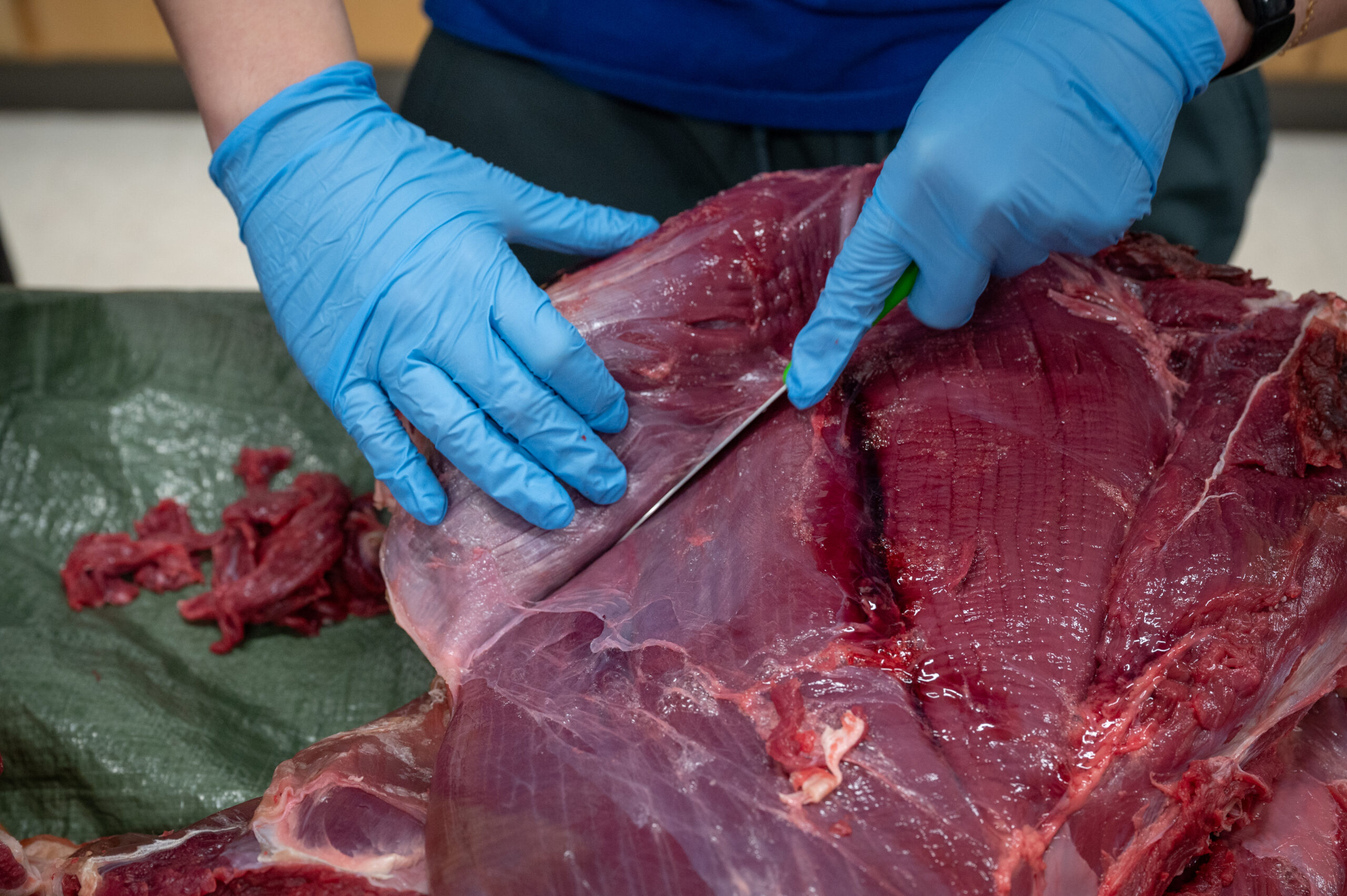 A closeup of a students cutting moose meat.