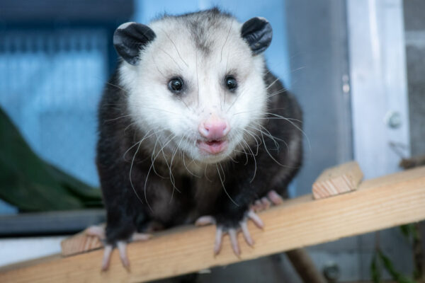 From Alaska outlaw to Oregon transplant, zoo welcomes captured son of ...