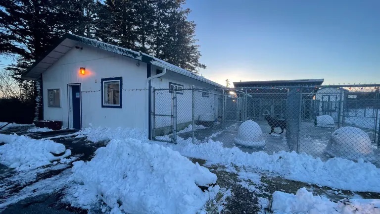 the Kodiak Animal Shelter
