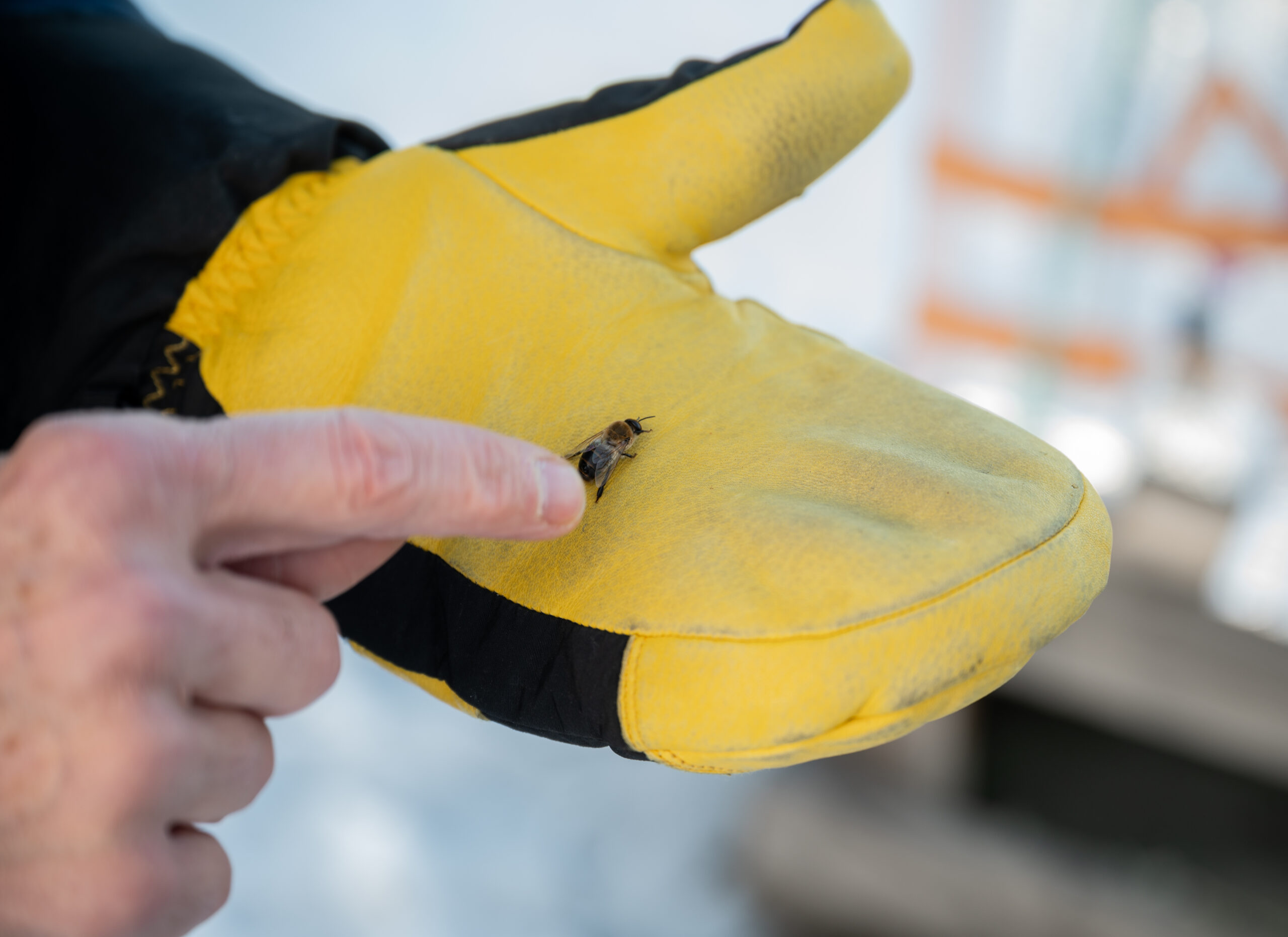 A dead bee on a yellow glove