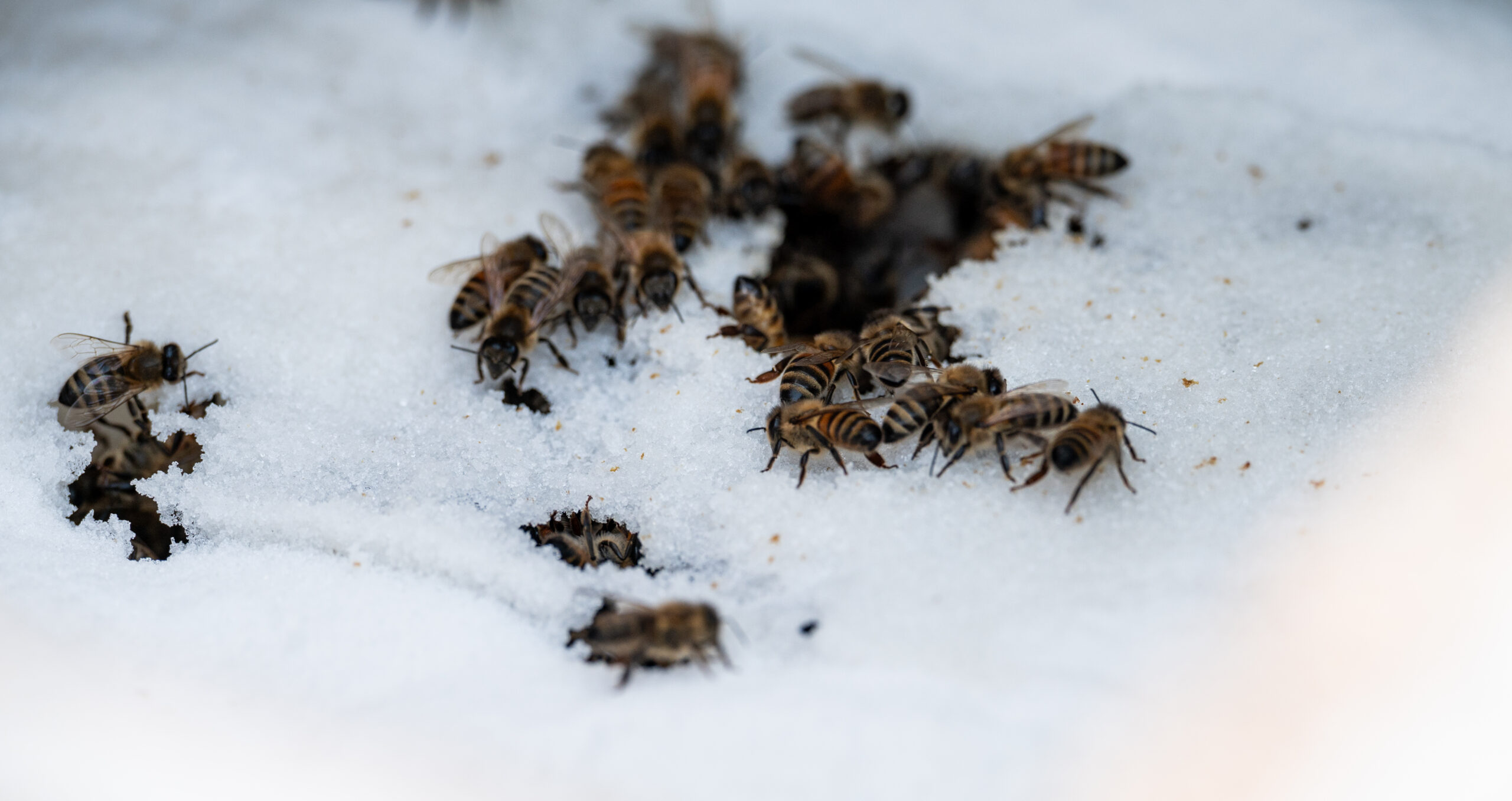 A group of bees in the snow