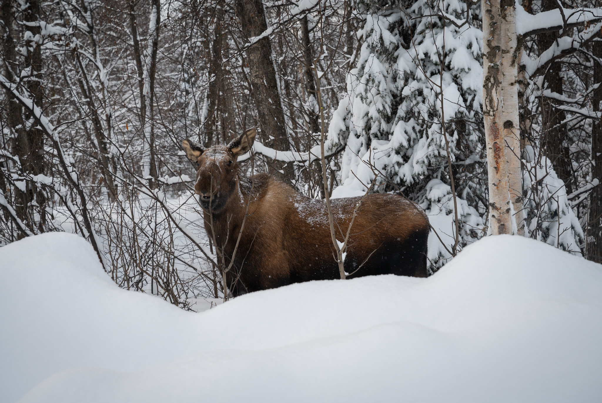A moose eating branches in a snowbank
