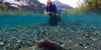 a salmon researcher