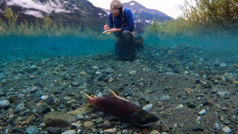 a salmon researcher