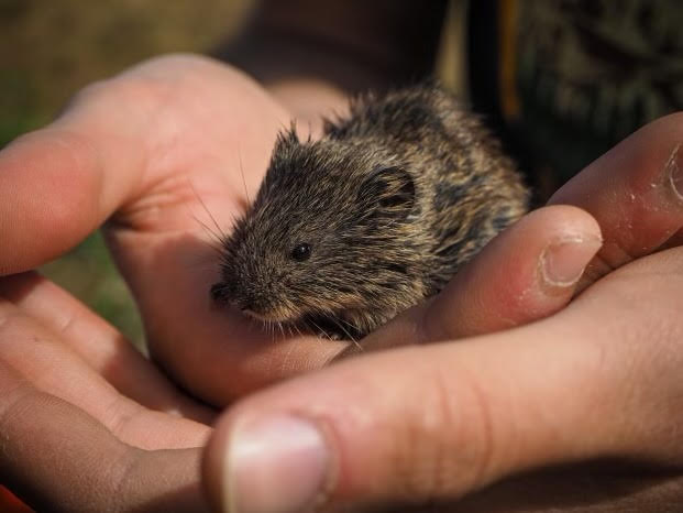 A small brown tundra vole sits in a pair of human hands.