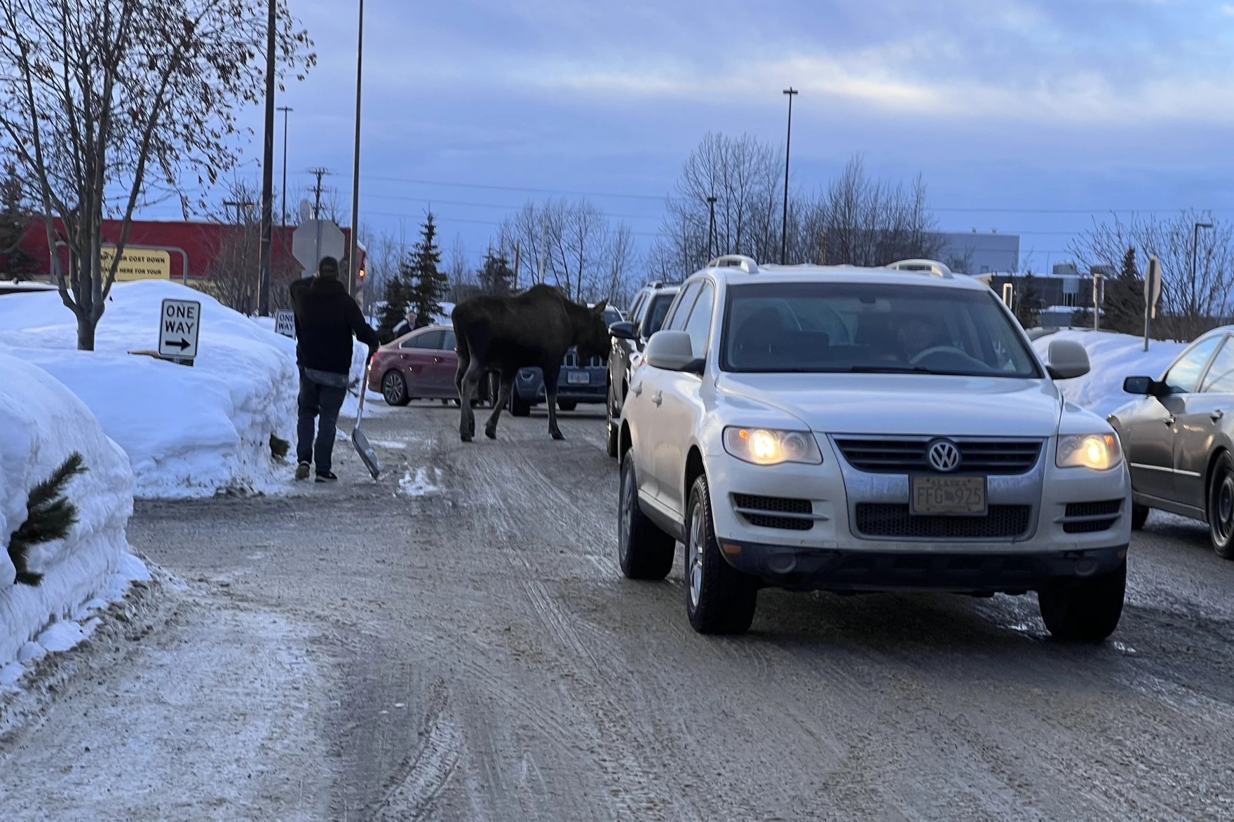 a moose stands near cars