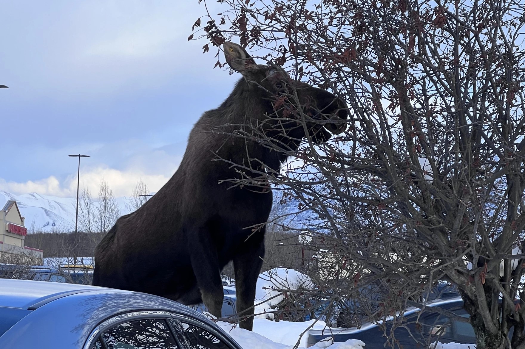 a moose eats some shrubs