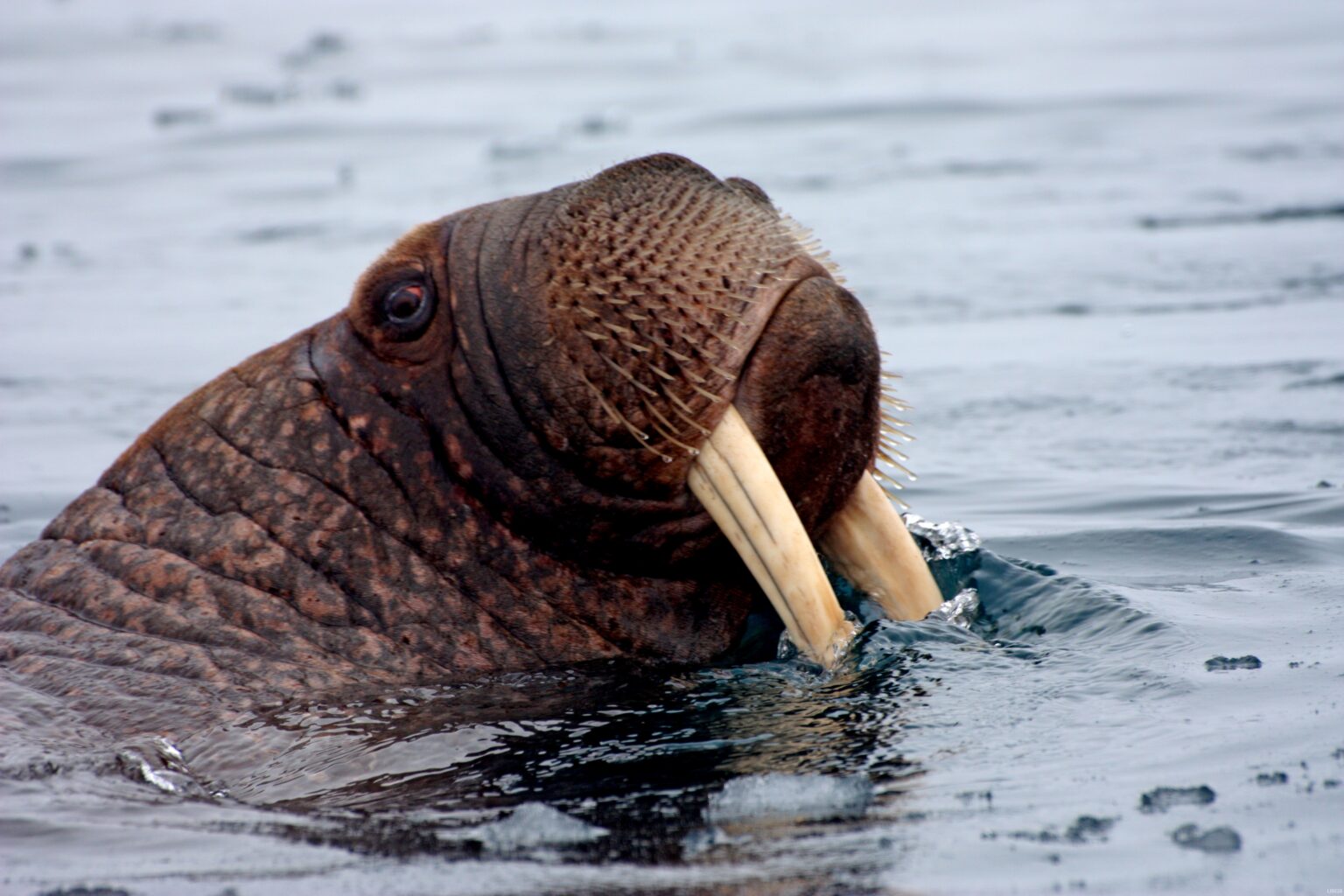 a walrus's head poking out of the water