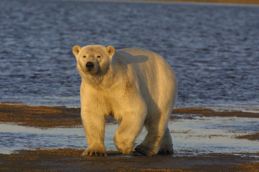 a polar bear