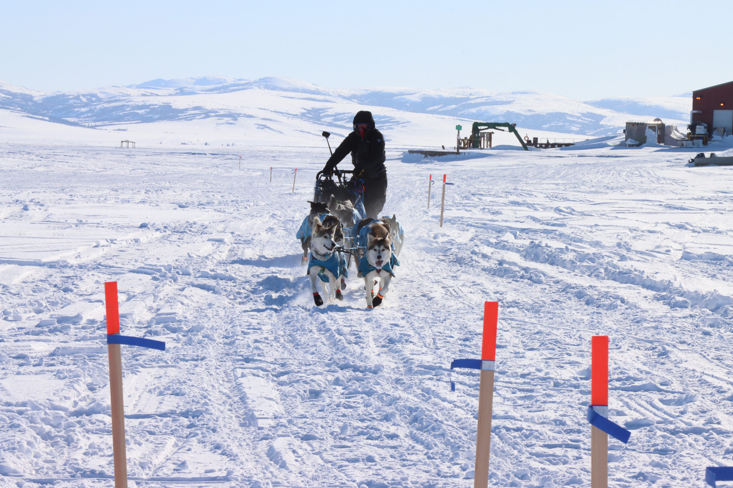 sled dogs race into a checkpoint