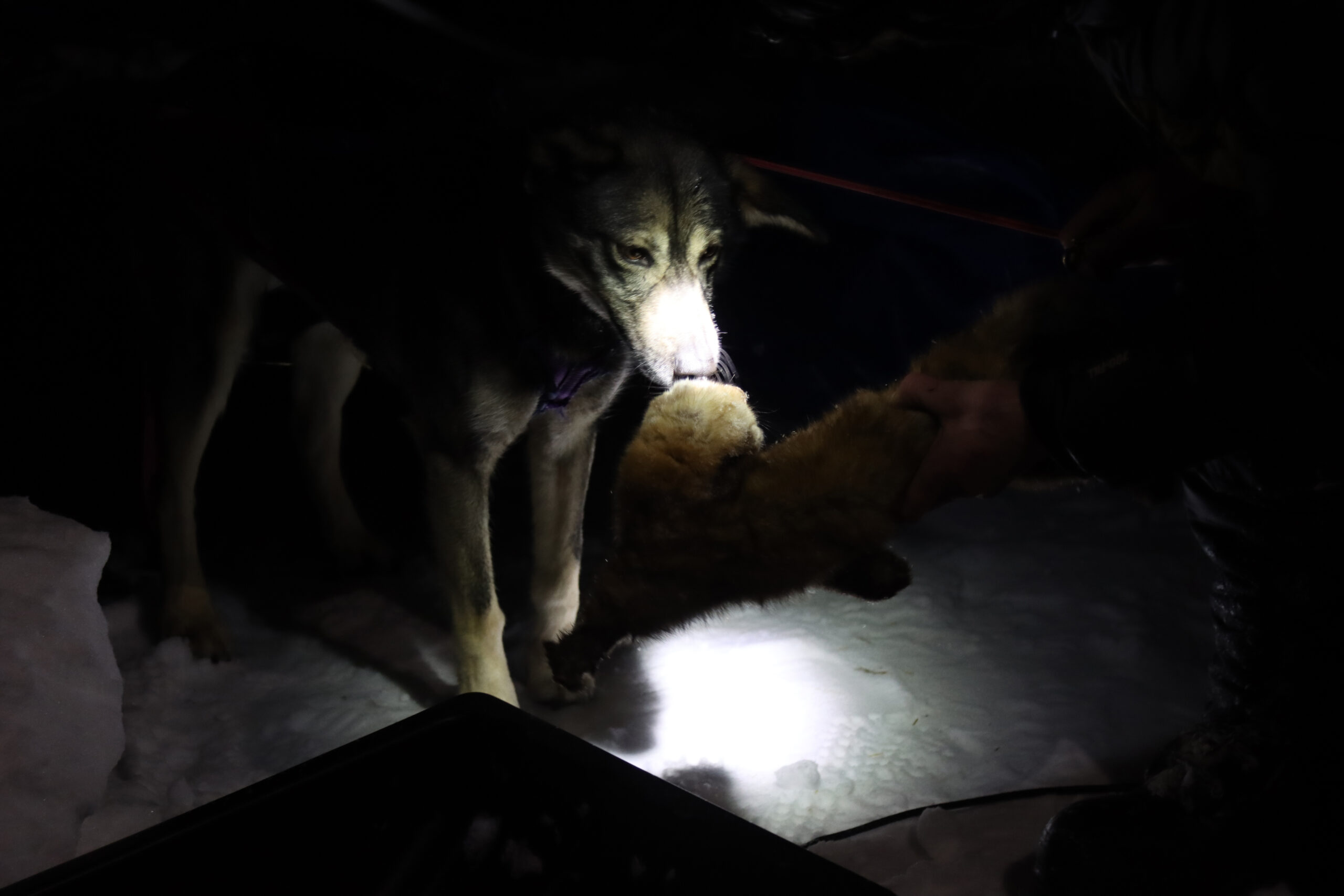 a dog sniffs a frozen marten in the dark