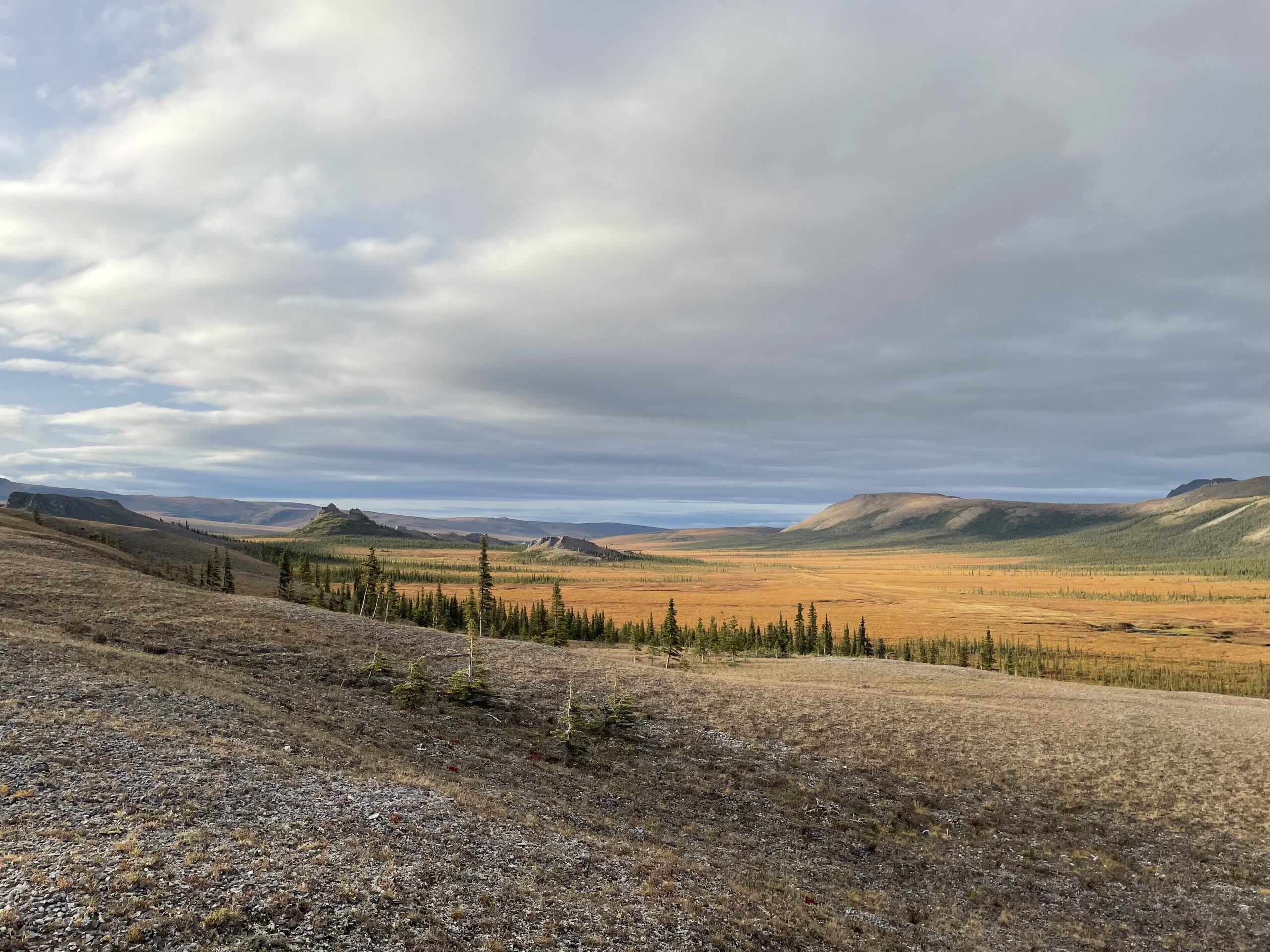 Spruce trees dot an otherwise tree-less tundra landscape.