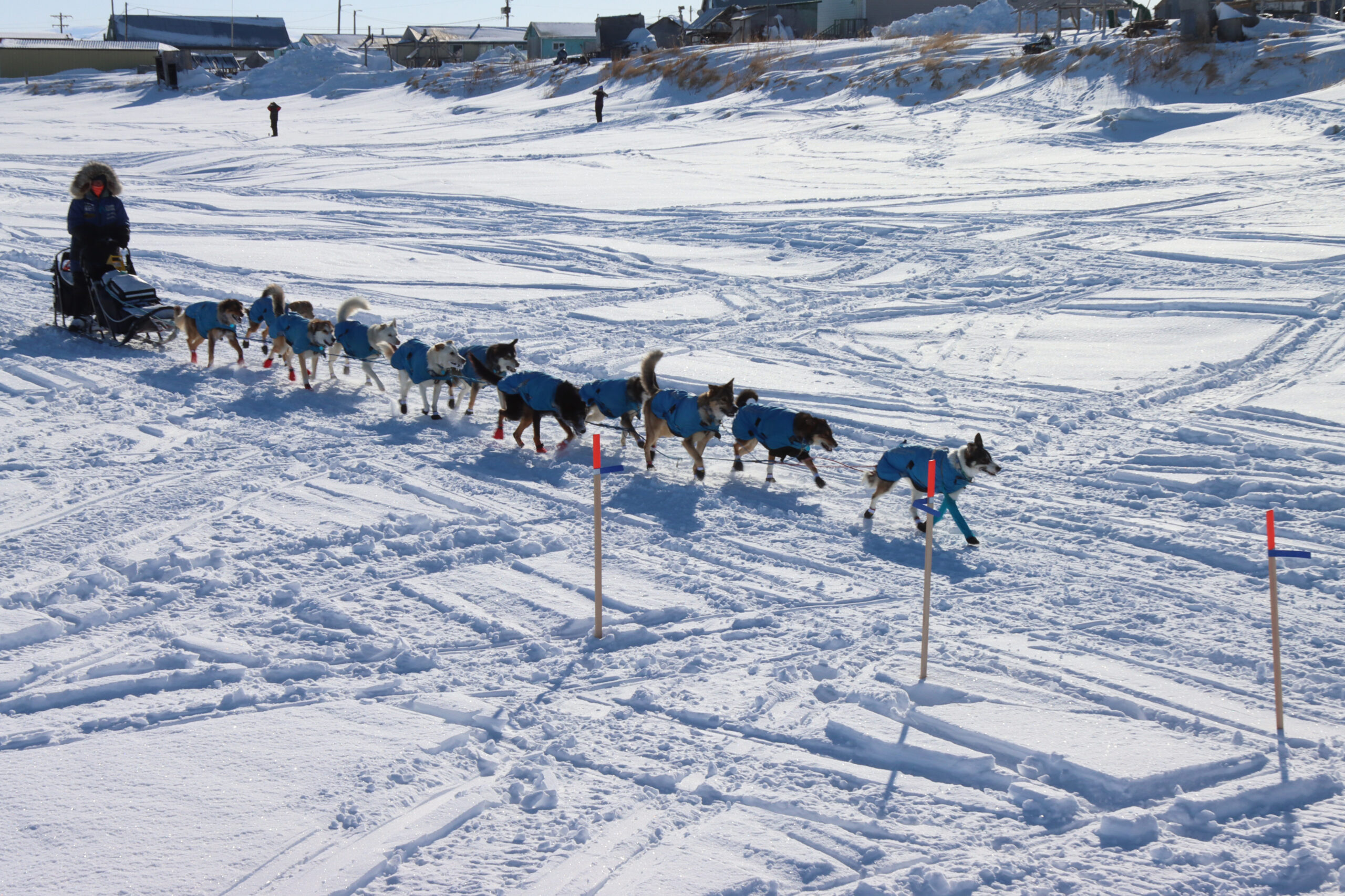 sled dogs race in the snow