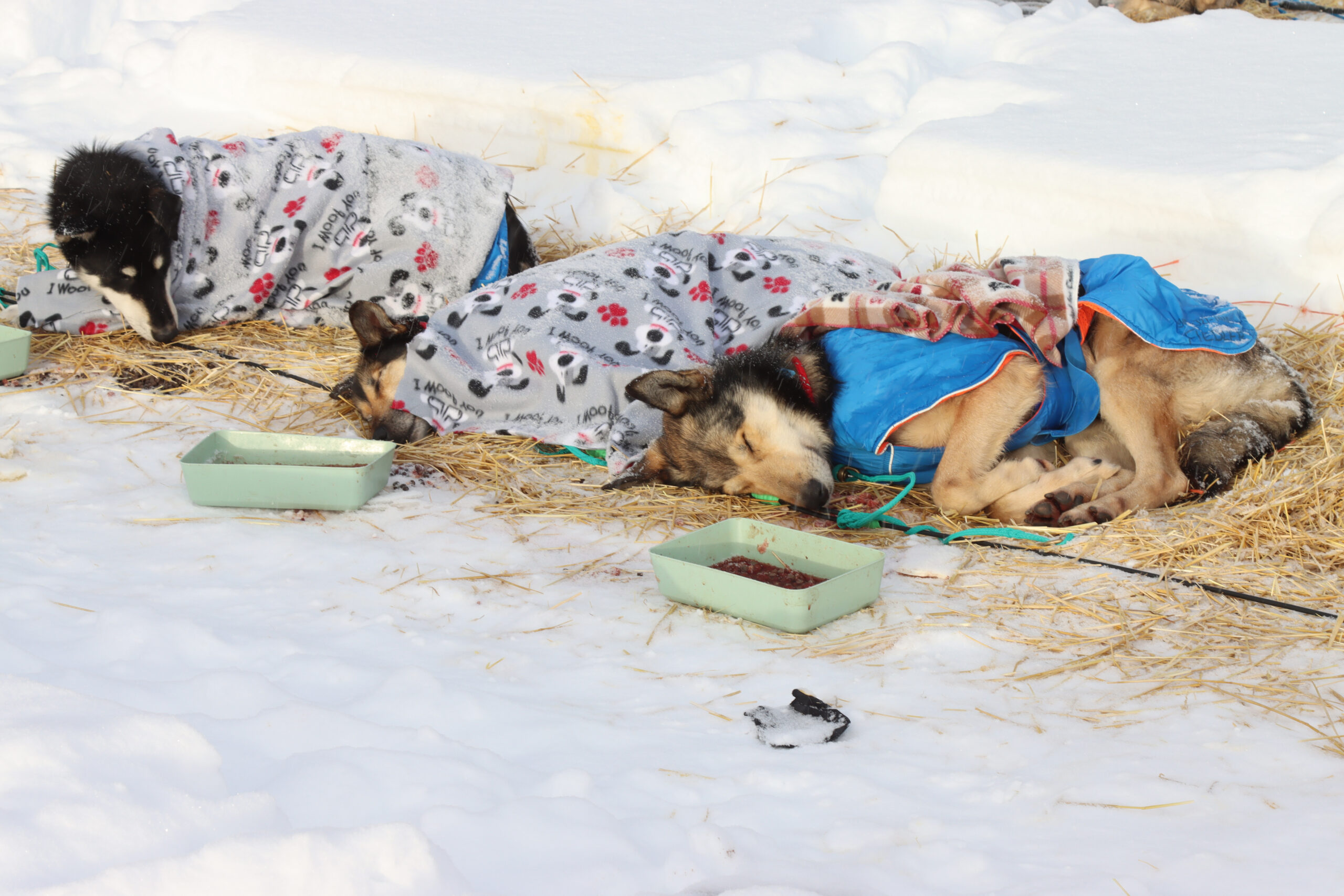 dogs sleep under blankets