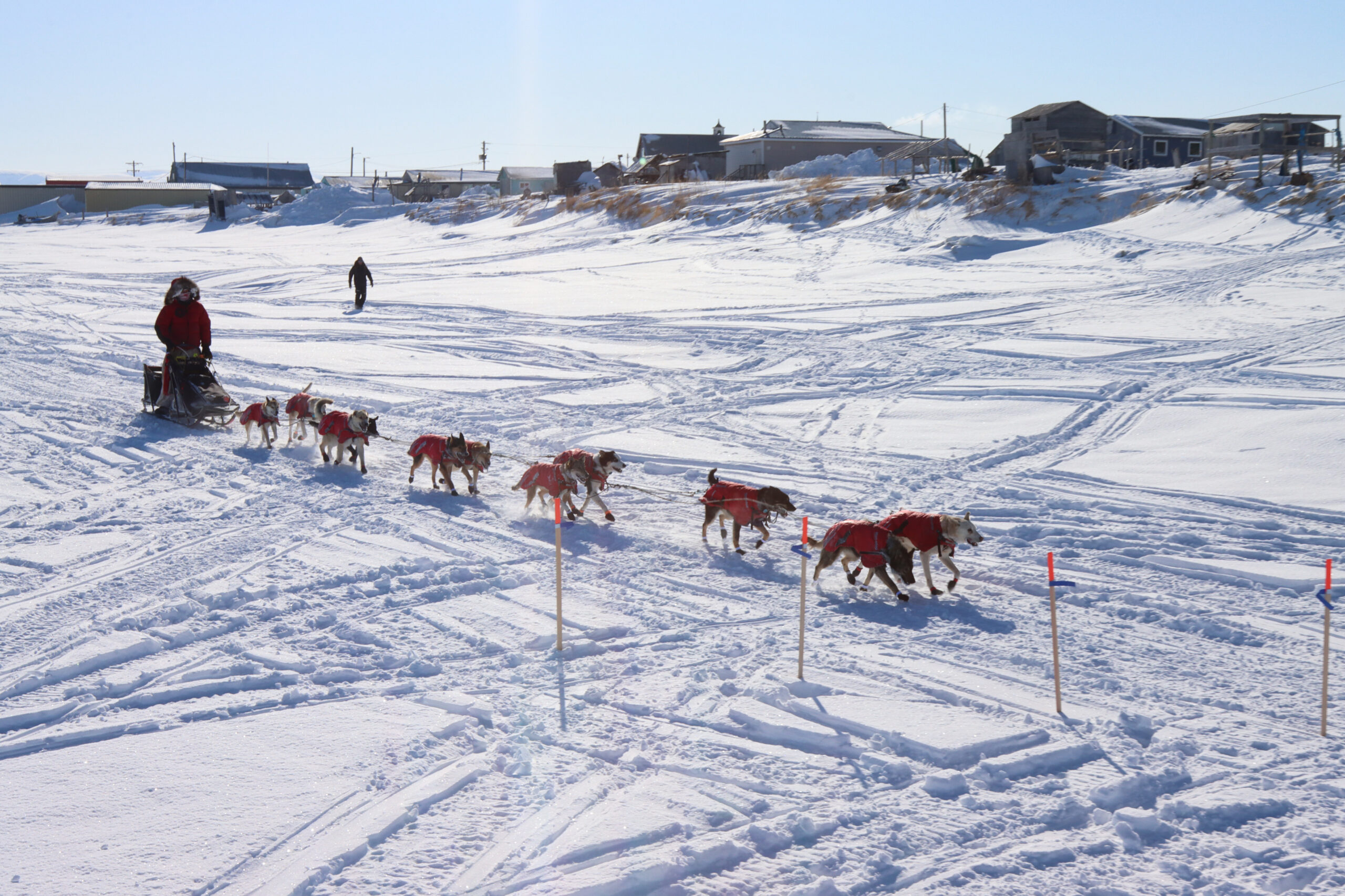 a sled dog team mushes into a community