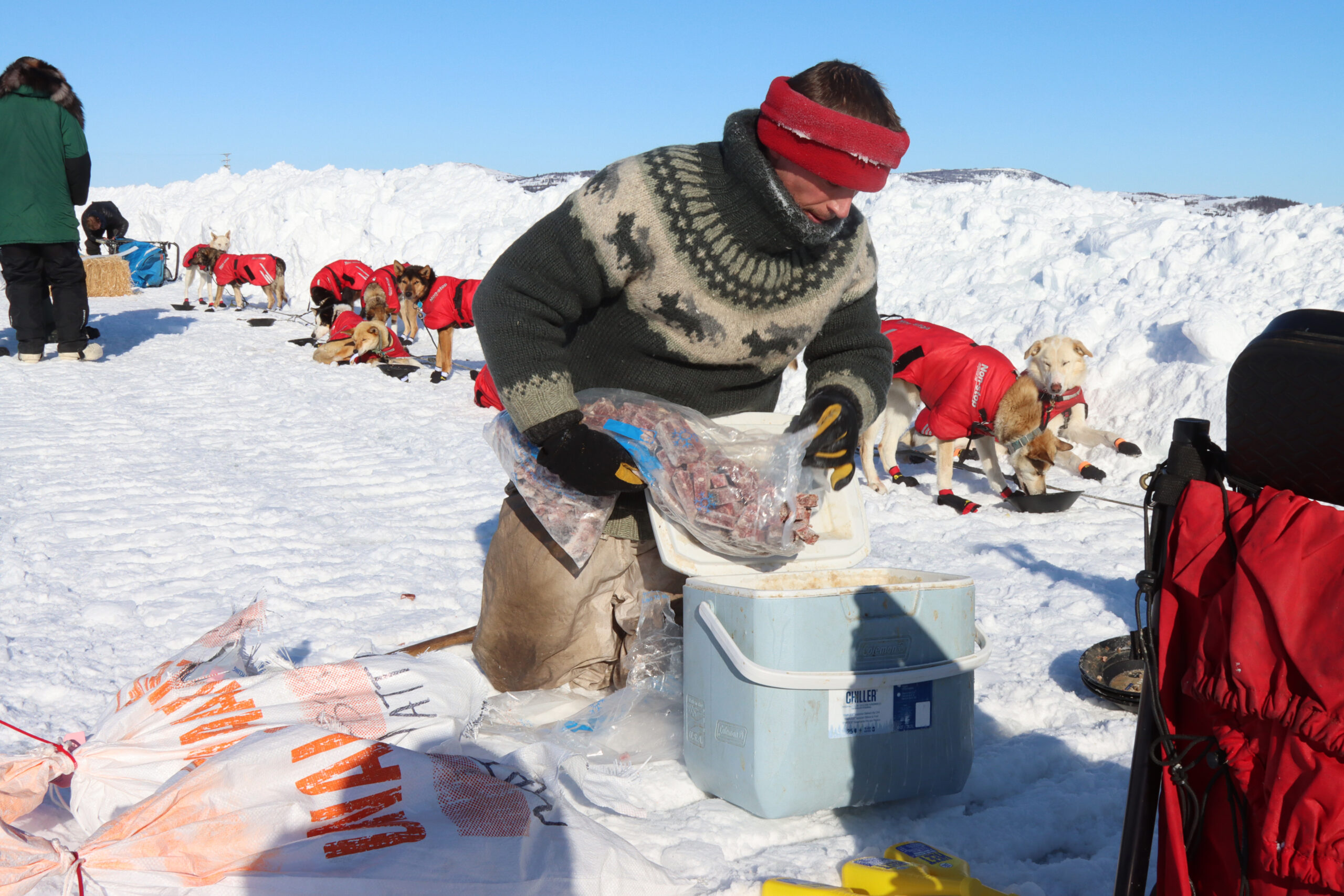 a musher pours frozen meat into a cooler