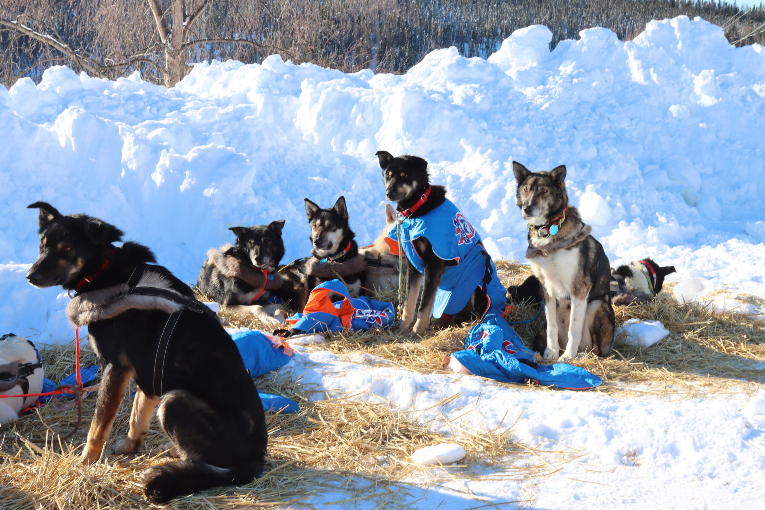 a dog team on the snow