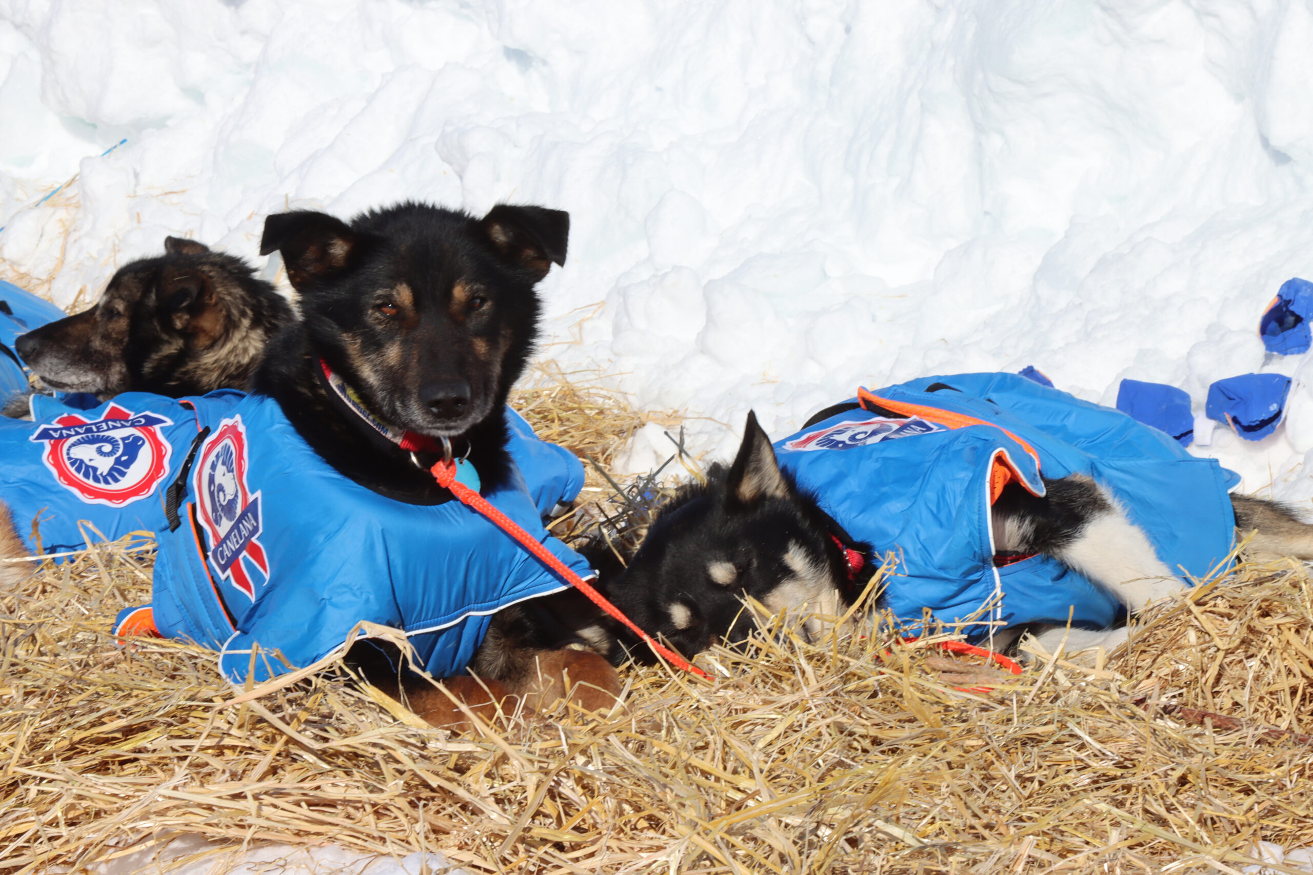 sled dogs in blue coats